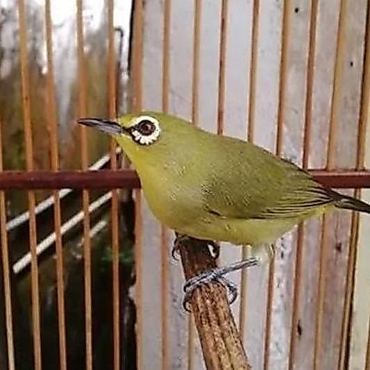 burung pleci dakun sulawesi jantan rawatan voer