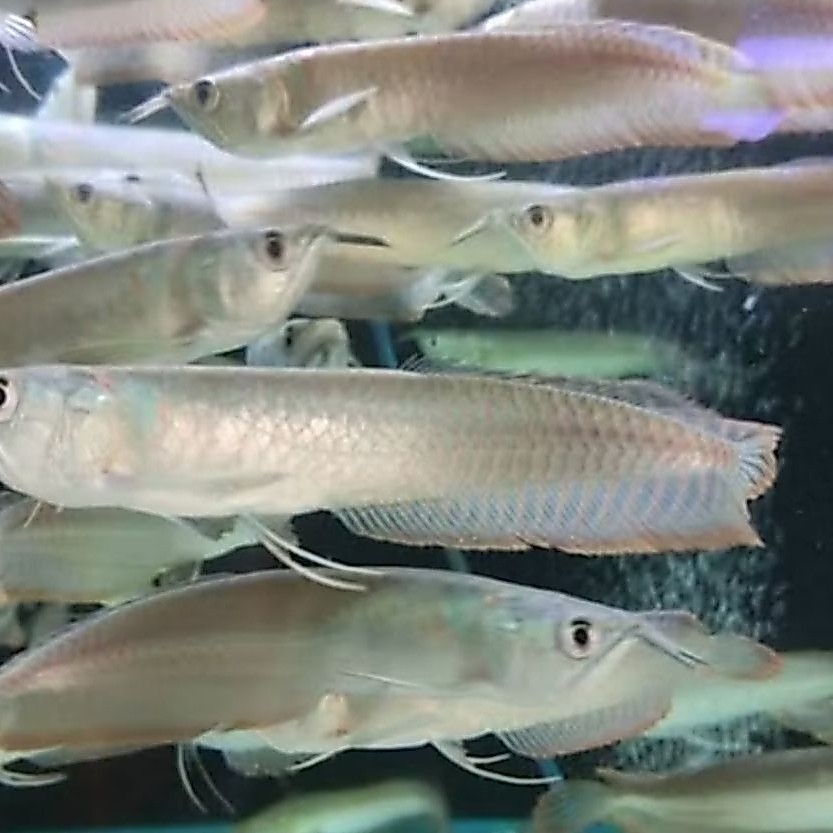 ARWANA SILVER RED -+15CM PER EKOR