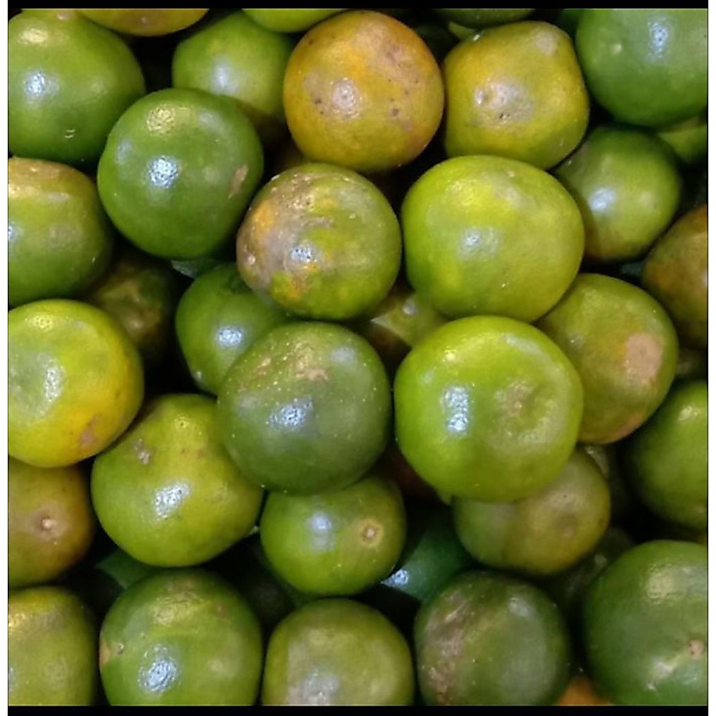 jeruk semboro peras 1 kg