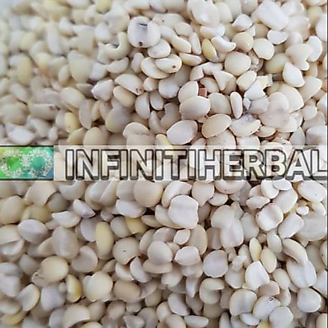 Biji Jali Jali Aceh Barley