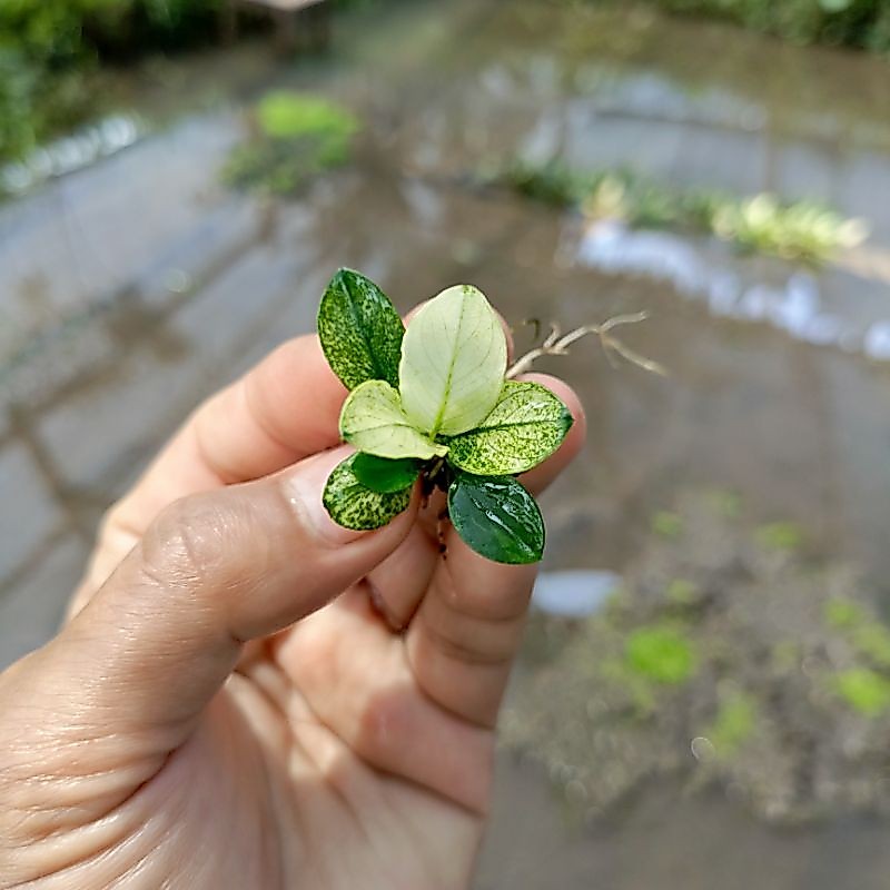 Anubias Pinto