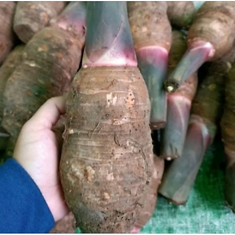 Talas Kalimantan / Talas Mentah fresh / Talas Pontianak / Keladi Mentah / Tales Sayur / Talas Putih 