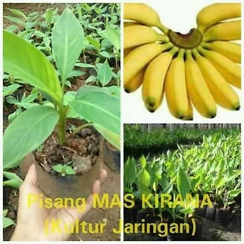 BIBIT PISANG EMAS KIRANA SUPER