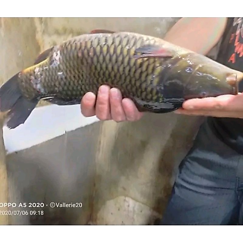 ikan mas bertelur