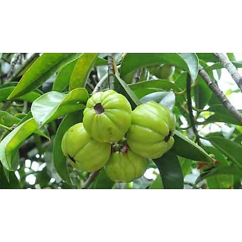 BIBIT ASAM GELUGUR SUPER GENJAH