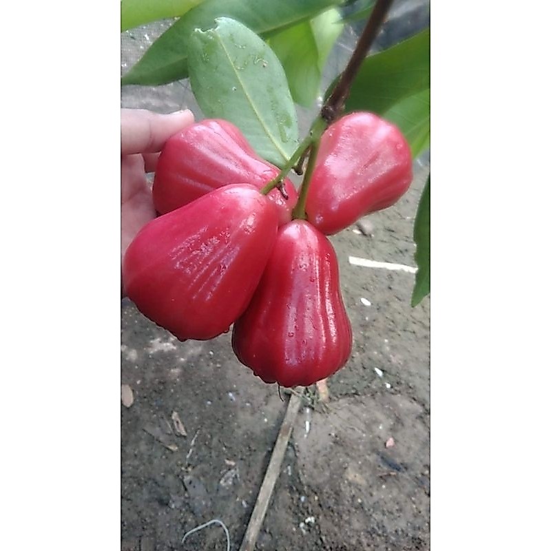 Bibit Jambu Citra atau Bibit Tanaman Jambu Citra