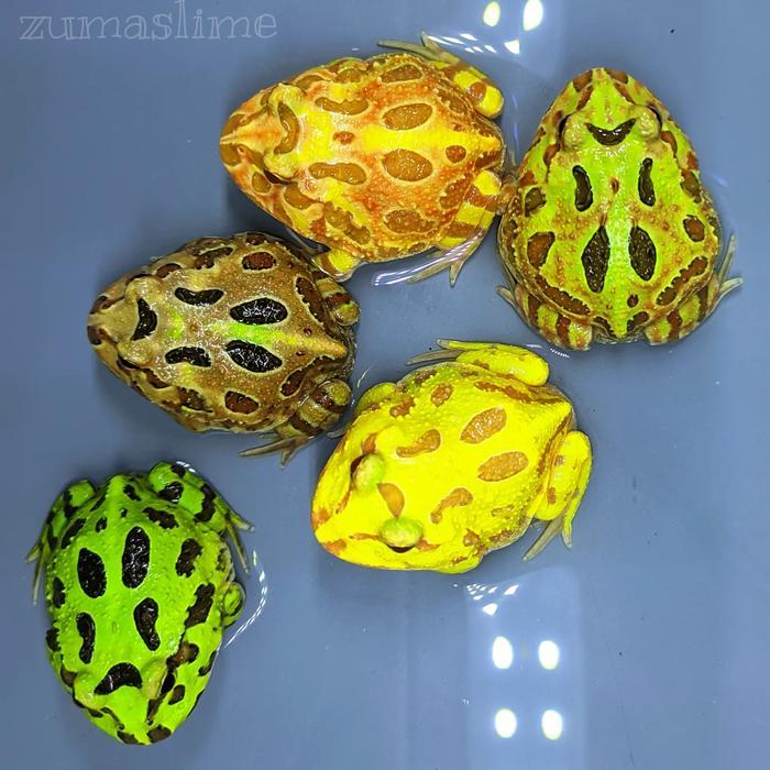 Ready kodok pacman frog all varian garansi D.O.A - Green 4 Spot