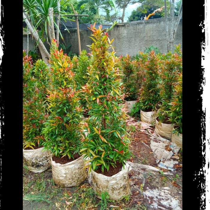 tanaman hias pucuk merah tinggi 1 meter - pucuk merah