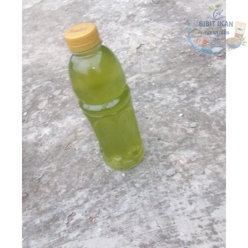 GREEN WATER Air Hijau / Starter Air Kolam / kultur kutu air