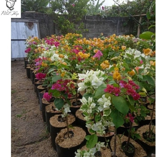 Bougenville kuning Hawai pink putih pink 4 warna sudah berbunga