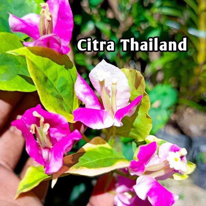 ( BISA COD ) TERMURAH Tanaman Hias Bougenville  Citra Thailand- Bibit Tanaman Bougenville Bunga Kert
