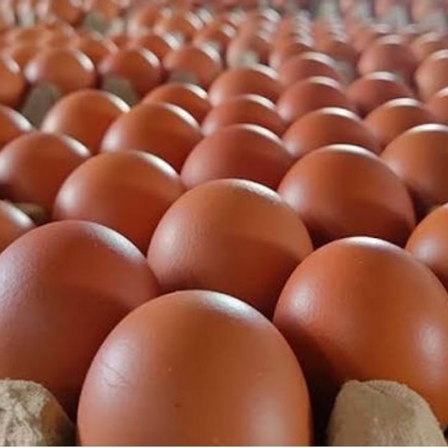 Telur ayam 1 kg (paiton pakuniran kotaanyar)