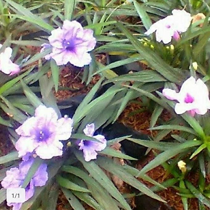 tanaman hias rawelia mini