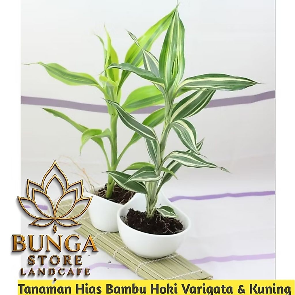 ( PAKET 2 BAMBU HOKI) Tanaman Hias Bambu Hoki Varigata & Bambu Hoki Kuning
