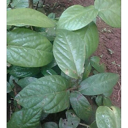Herbal Daun SINGA DEPA asli Perlembar