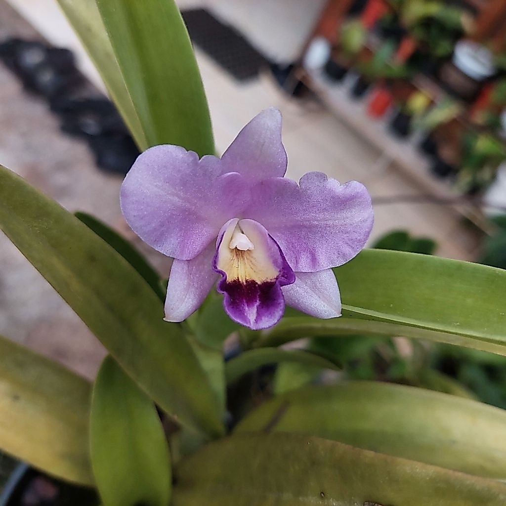 cattleya guarianthe bowringiana coerulea