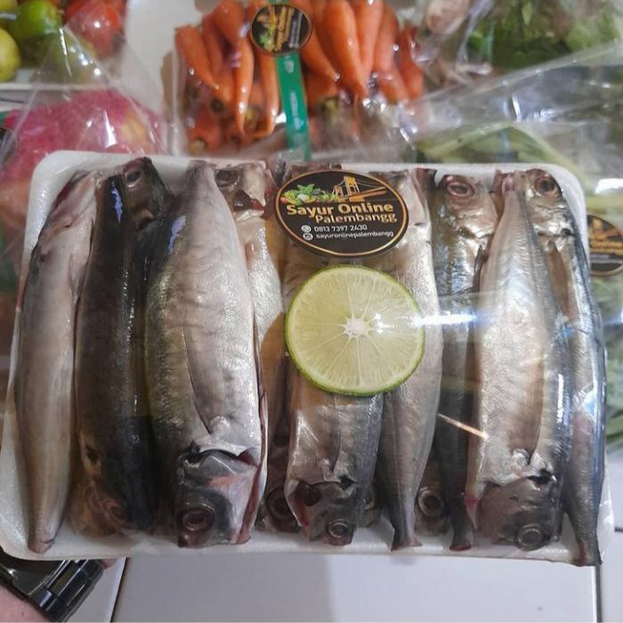 PROMO  ikan sarden segar