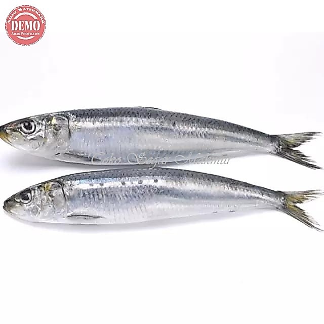 Ikan Serden / Ikan Sarden Segar / Ikan Sarden 1Kg / Ikan Sarden Tembang / Ikan Tembang / Seafood / I