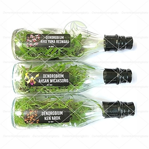 Anggrek Dendro Dalam Botol X Self | Anggrek Dendrobium Botol | Bibit Anggrek Dendrobium