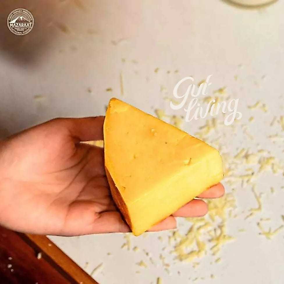 Keju Cantal Mazaraat Artisan Cheese Natural