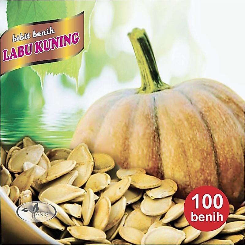biji benih labu kuning/biji labu kuning/benih labu kuning jumbo. 100 benih