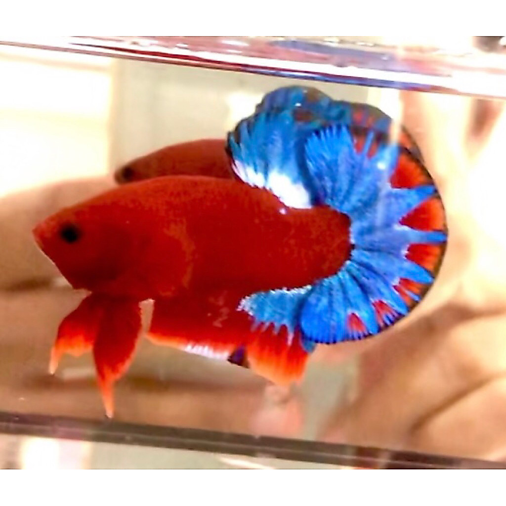 Hellboy bold Top grade