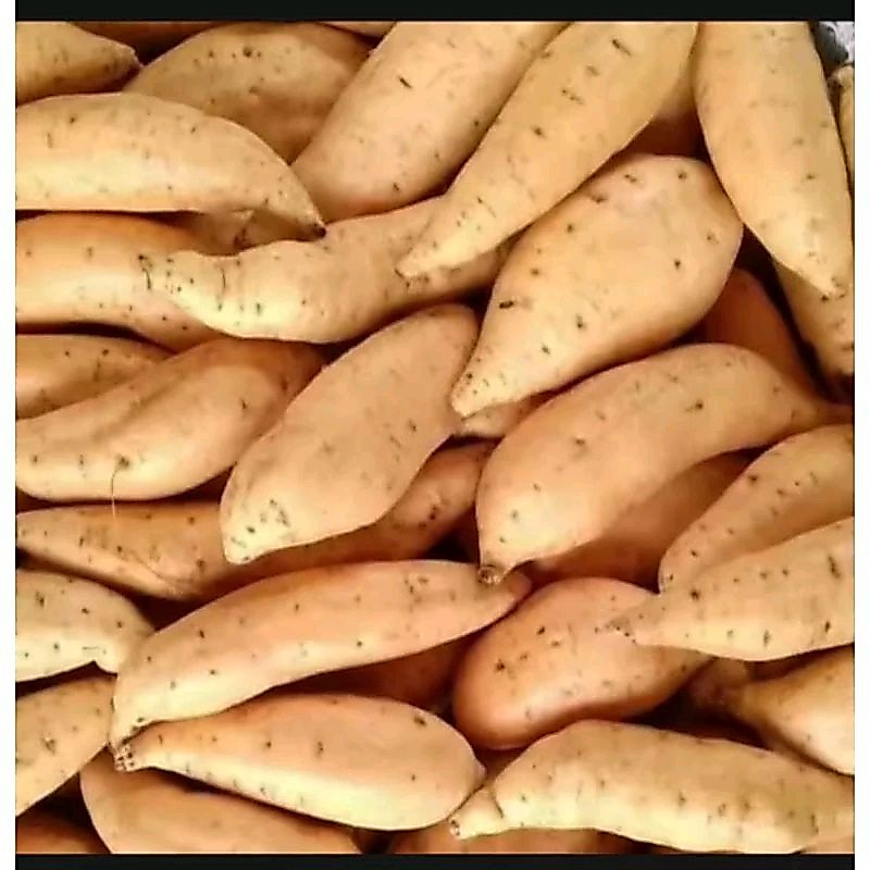 Ubi madu Cilembu ubi Cilembu ubi Cilembu asli ubi jalar asli 1kg