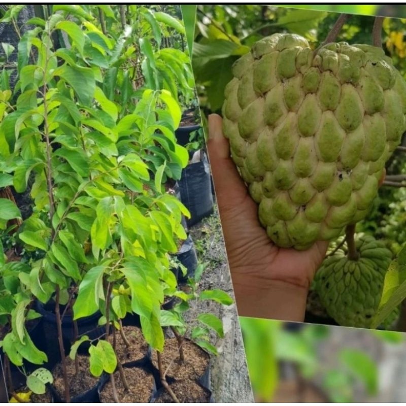 Bibit Srikaya Jumbo