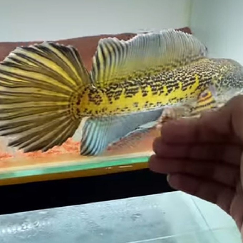 ikan cana auranti JECPOT