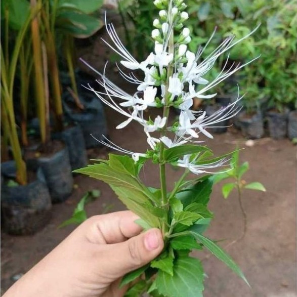 TANAMAN HERBAL KUMIS KUCING - Tanaman Obat Kumis Kucing - Bibit Tanaman Herbal Daun Kumis Kucing - T