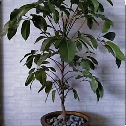 tanaman hias walisongo daun lebar/tanaman walisongo 1meter