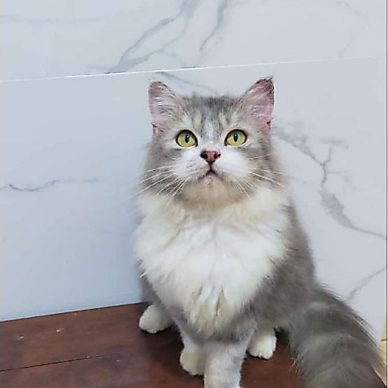 kucing Persia maincone norwegian forest bigbone