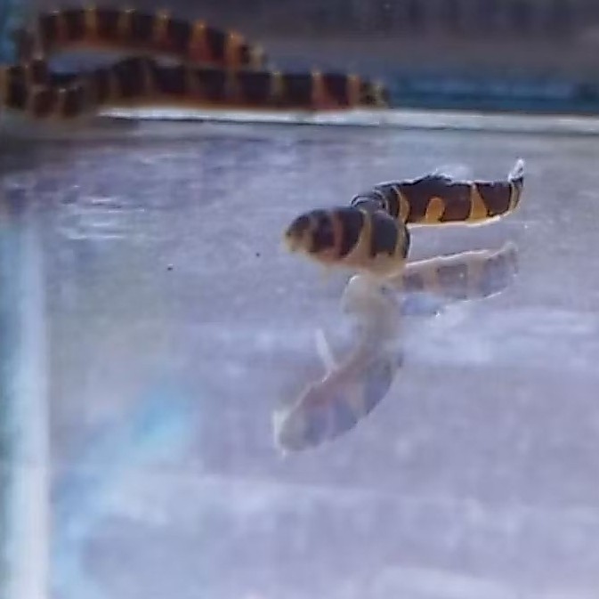 IKAN HIAS KUHLI LOACH PANGIO SIZE +-4 CM [ISI 6 EKOR]