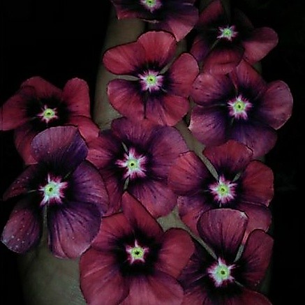 vinca tegak.tatto tangerin