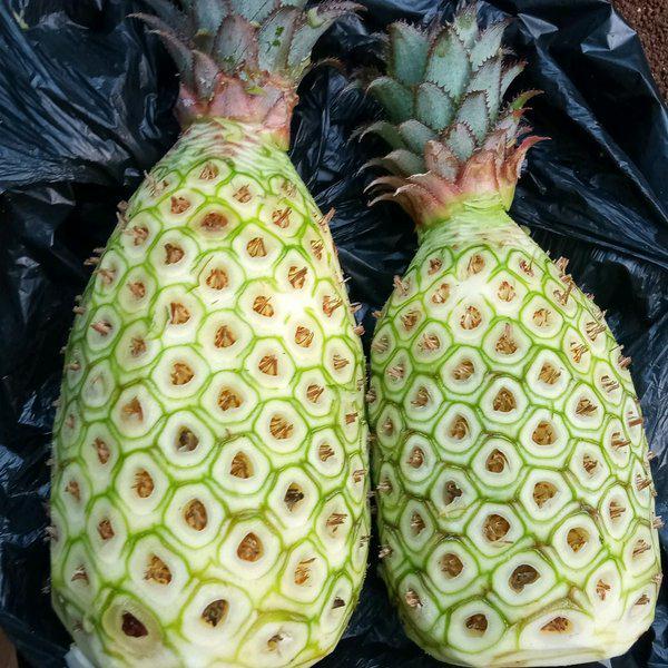 JUAL BUAH NANAS MUDA SUDAH DI KUPAS