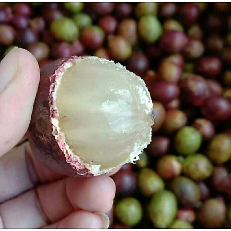 PROMOO Buah Matoa / Matoa SUPER / Buah Langka