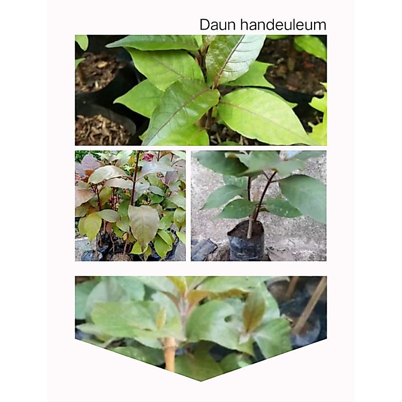 Bibit Handeuleum Daun ungu