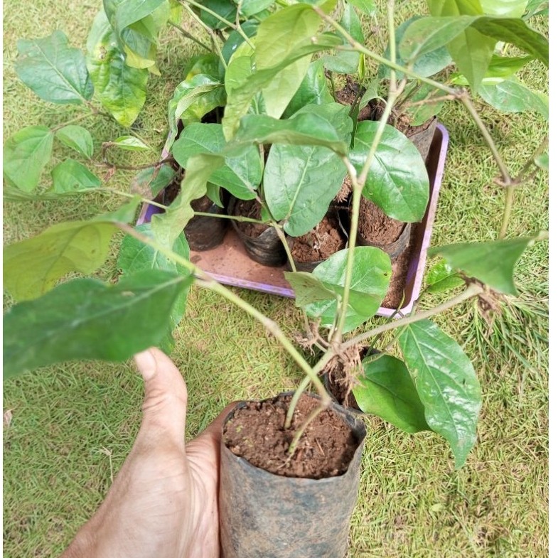 Bibit Cabe Jawa Jumbo (Hibrida) 10 pcs siap tanam