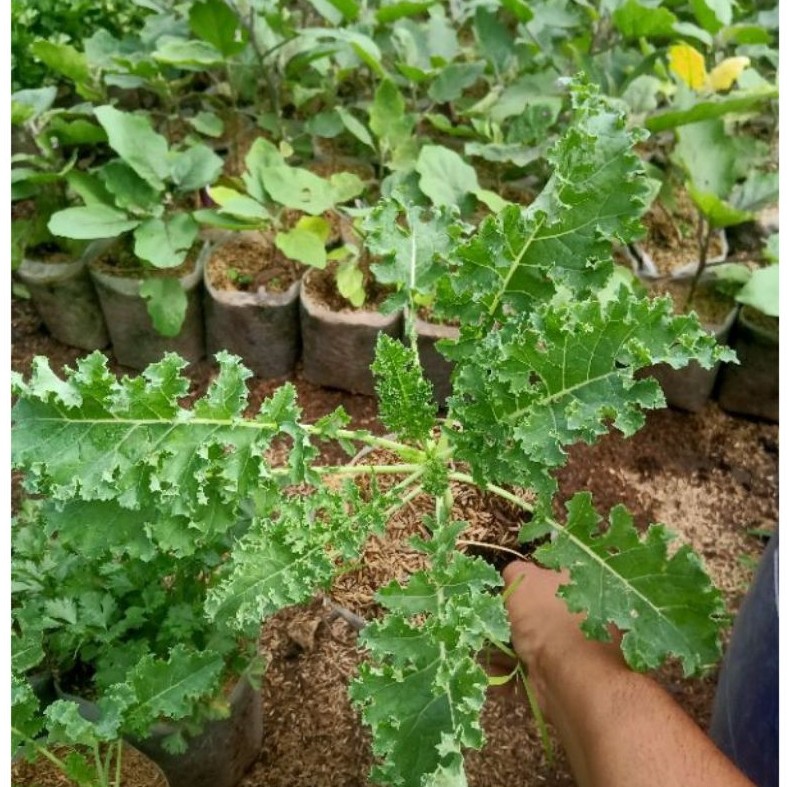 tanaman sayur kale curly/kale keriting