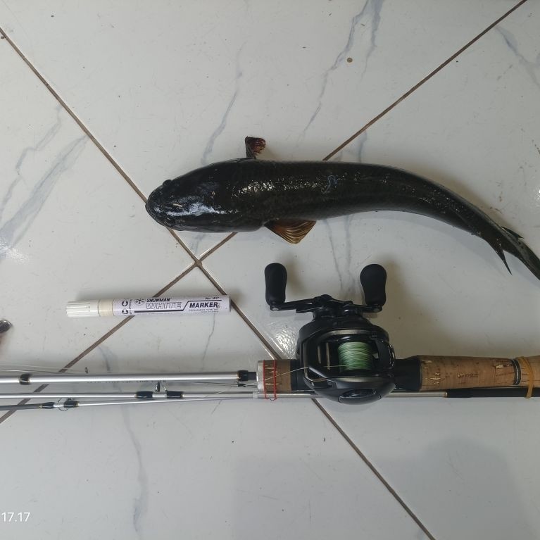 Set BC Tackle Shimano SLX MGL 70 HG
