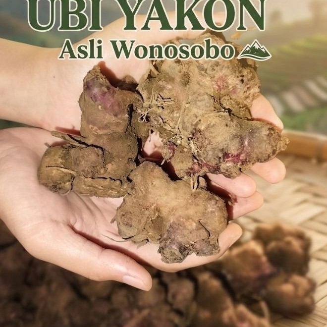 100gr Rimpang ubi yakon/ubi Yakon Wonosobo/ubi manis Wonosobo rimpang ubi Yakon viral ubi viral