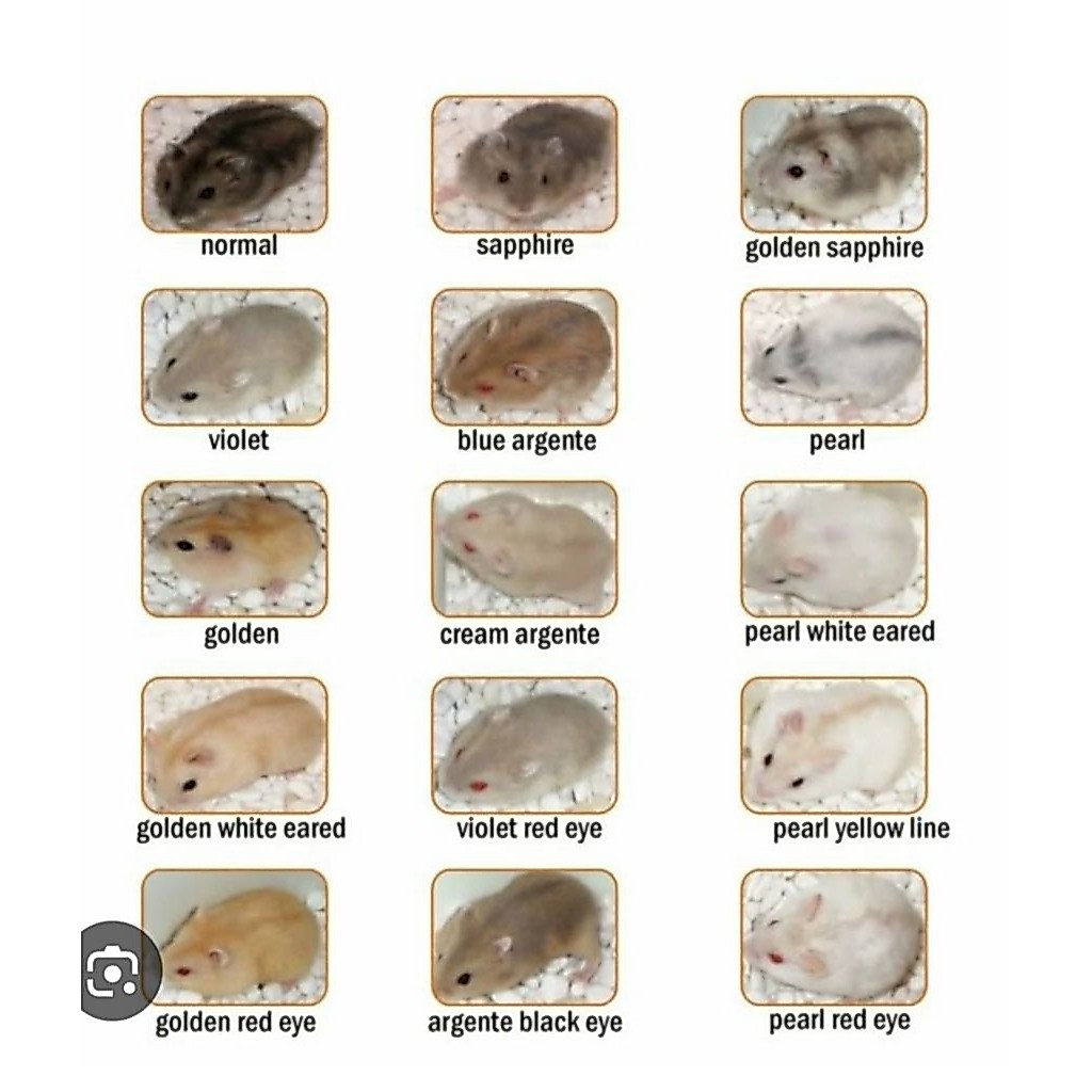 Hamster Winter White