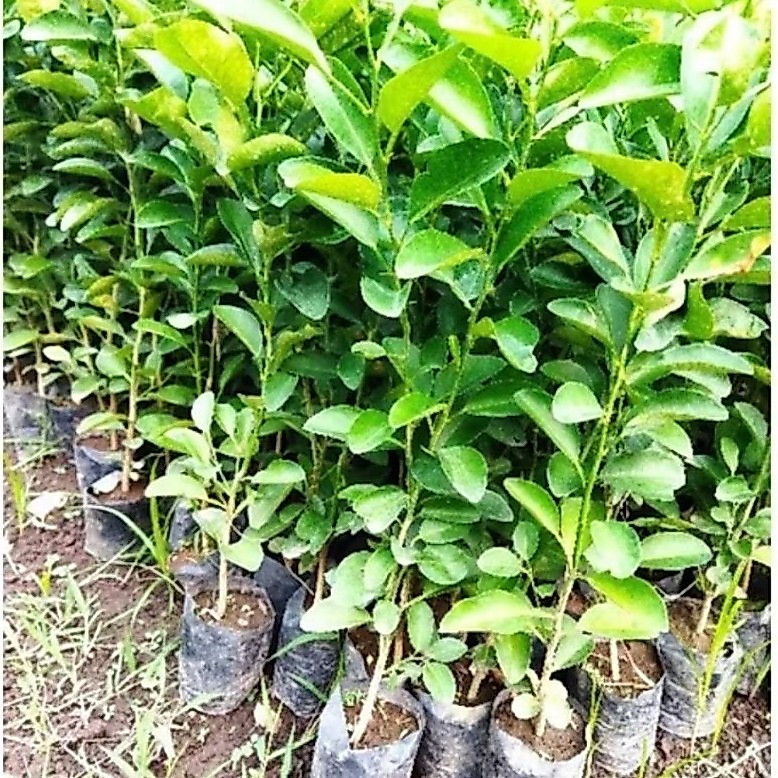 BIBIT JERUK NIPIS MINUMAN BIBIT JERUK NIPIS