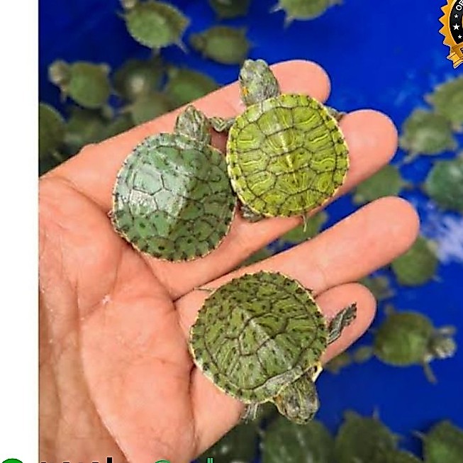 MAINAN ANAK KURA KURA BRAZIL BABY , DEWASA / KURA KURA BABY REMAJA