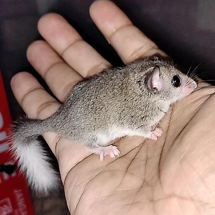 african pygmy dormice + packing
