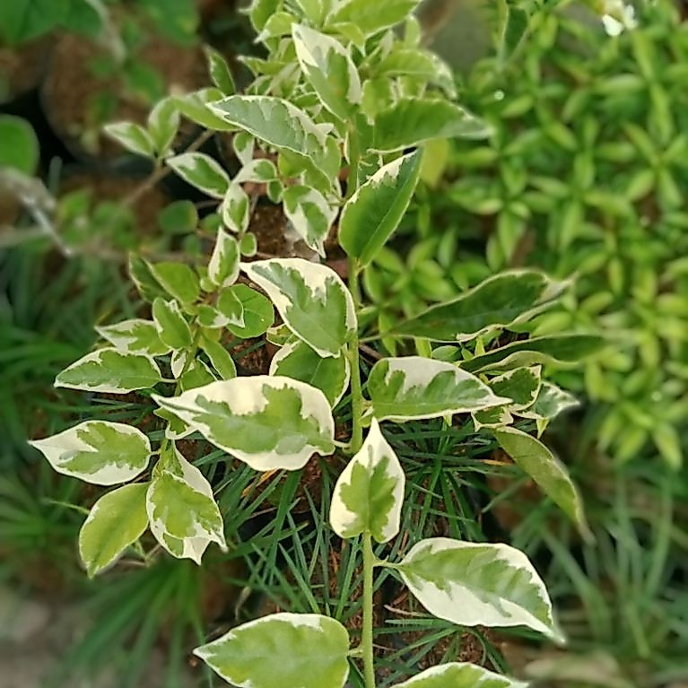 Bougenville varigata
