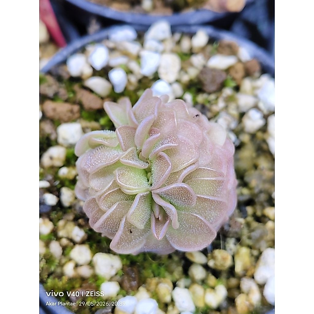 Pinguicula