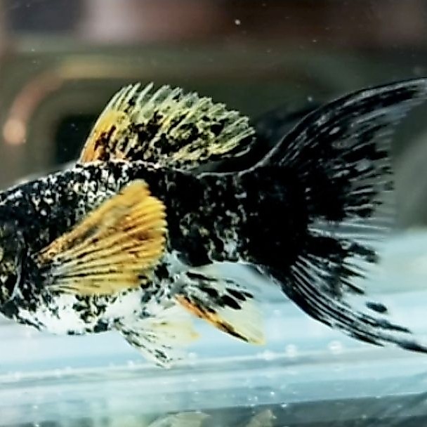 MOLLY BLACK MARBLE GOLDEN