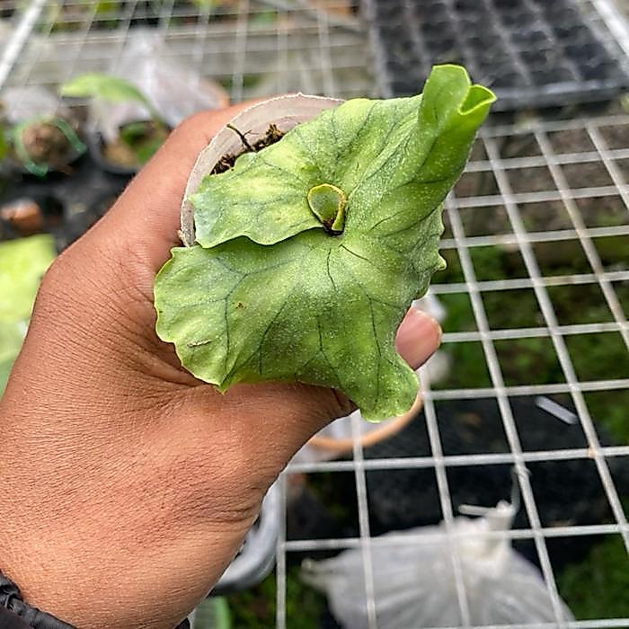Platycerium wandaee dwarf