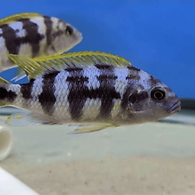 Chitimba Bay Cichlid | Chitimba Cichlid | Cichlid Afrika